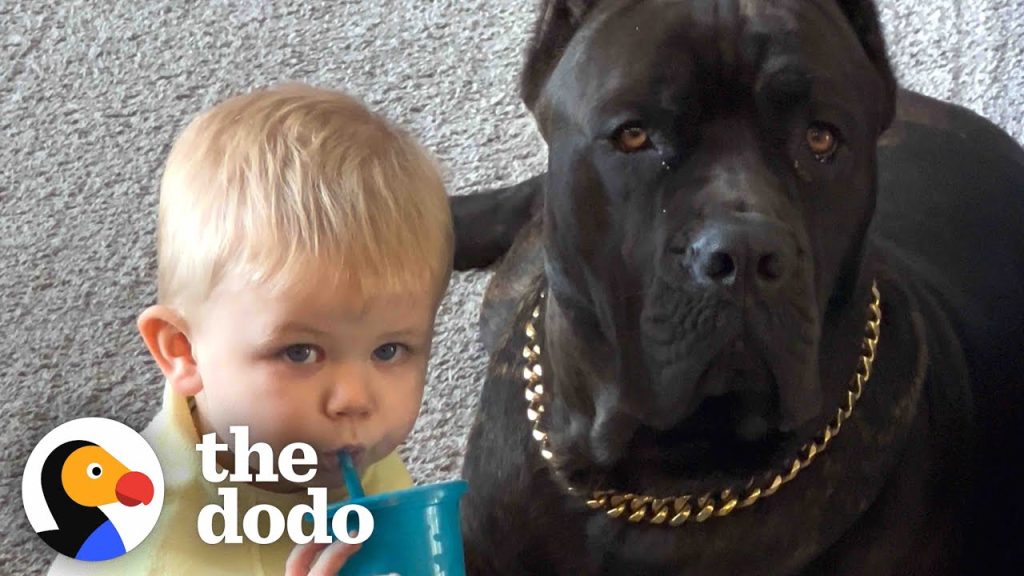 Baby Grows Up With His 125-Pound Dog | The Dodo Soulmates